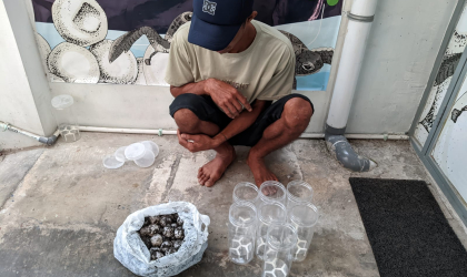 Menemukan Penyu Bertelur di Pantai Sobo