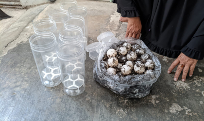 Menemukan Penyu Bertelur di Pantai Pondok Nongko
