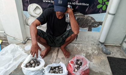 Menemukan Penyu Bertelur di Pantai Bulusan