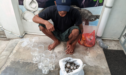 Menemukan Penyu Bertelur di Pantai Kramat