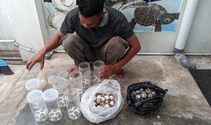 Menemukan Penyu Bertelur di Pantai Boom