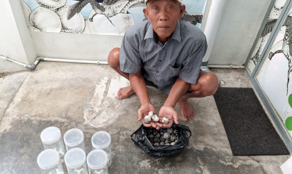 Menemukan Penyu Bertelur di Pantai Mirah