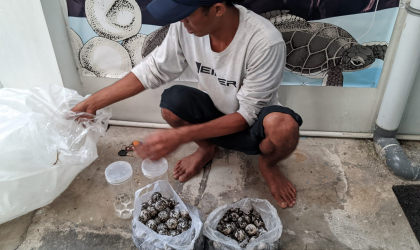 Menemukan Penyu Bertelur di Pantai Sobo