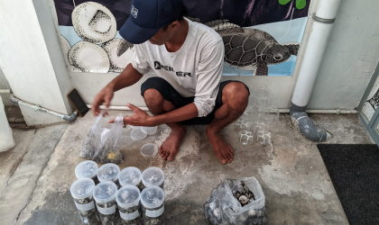 Menemukan Penyu Bertelur di Pantai Sobo