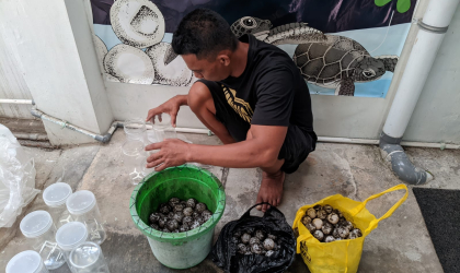Menemukan Penyu Bertelur di Pantai Boom