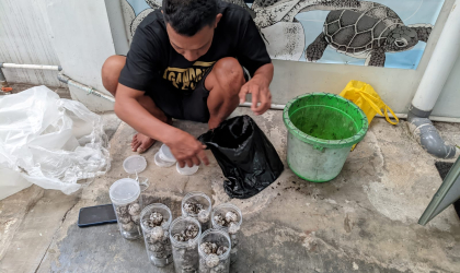Menemukan Penyu Bertelur di Pantai Boom