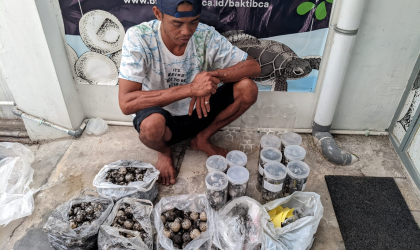 Menemukan Penyu Bertelur di Pantai Bulusan