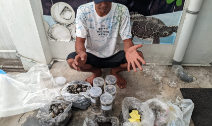 Menemukan Penyu Bertelur di Pantai Kramat
