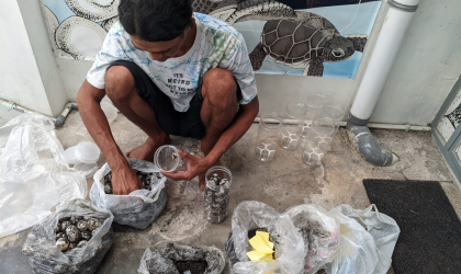 Menemukan Penyu Bertelur di Pantai Sobo