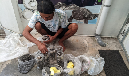 Menemukan Penyu Bertelur di Pantai Sobo