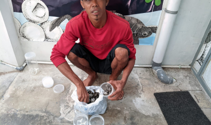 Menemukan Penyu Bertelur di Pantai Sobo