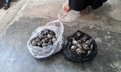 Menemukan Penyu Bertelur di Pantai Donosuko