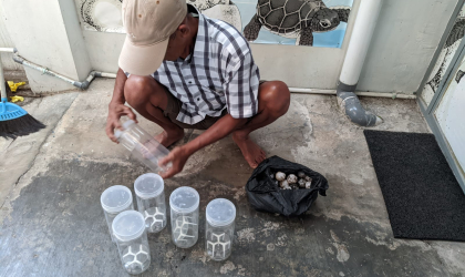 Menemukan Penyu Bertelur di Pantai Boom