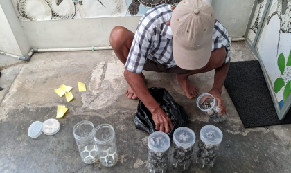 Menemukan Penyu Bertelur di Pantai Solong