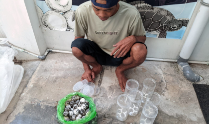 Menemukan Penyu Bertelur di Pantai Bulusan