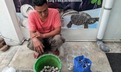 Menemukan Penyu Bertelur di Pantai Boom