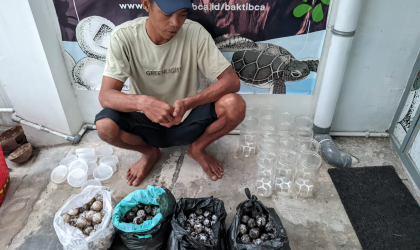 Menemukan Penyu Bertelur di Pantai Bulusan