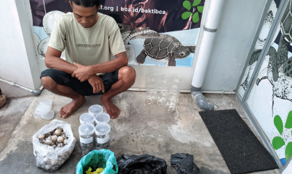 Menemukan Penyu Bertelur di Pantai Bulusan