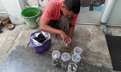 Menemukan Penyu Bertelur di Pantai Solong