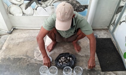 Menemukan Penyu Bertelur di Pantai Mirah