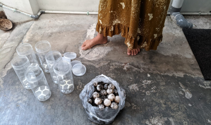 Menemukan Penyu Bertelur di Pantai Sobo