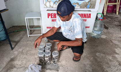 Menemukan Penyu Bertelur di Pantai Bulusan