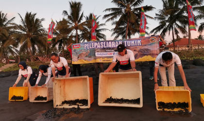 Pelepasliaran Tukik Bersama Branch HR Manager Indofood Noodle Surabaya