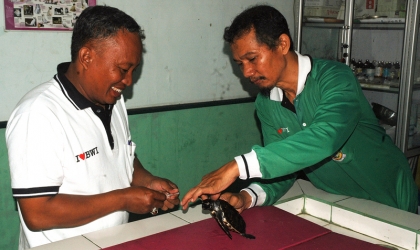 Pemeriksaan Tukik Sisik