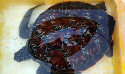 Penyelamatan Penyu Sisik di Pantai Solong