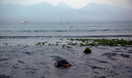 Penyelamatan Penyu Sisik di Pantai Solong