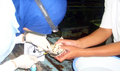 Pemeriksaan Kesehatan Tukik