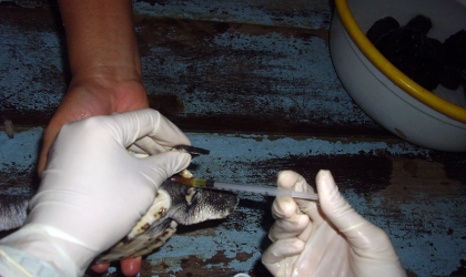 Pemeriksaan Kesehatan Tukik