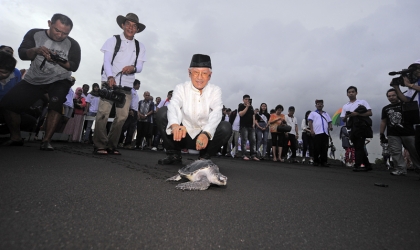 Pelepasliaran Tukik Perdana di Tahun 2016 9
