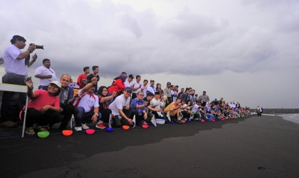 Pelepasliaran Tukik Perdana di Tahun 2016 7