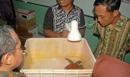 Pemeriksaan Kesehatan Penyu di Dinas Peternakan Banyuwangi