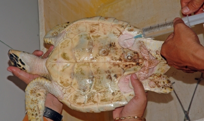 Pemeriksaan Kesehatan Penyu di Dinas Peternakan Banyuwangi