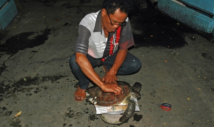 Penyelamatan Penyu di Pantai Wongsorejo
