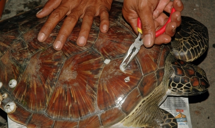 Penyelamatan Penyu di Pantai Wongsorejo