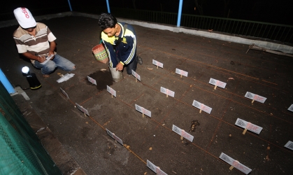 Penyu Bertelur di Pantai Boom