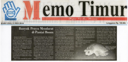 Penyu Bertelur di Pantai Boom