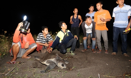 Penyu Bertelur di Pantai Boom
