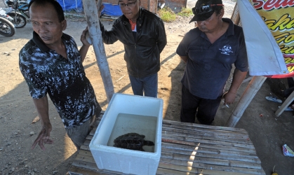 Penyelamatan Penyu Sisik di Pantai Boom