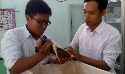 Pemeriksaan Kesehatan Penyu di Dinas Peternakan Banyuwangi