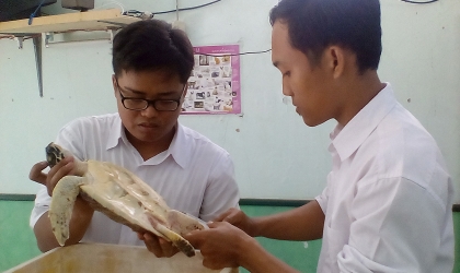 Pemeriksaan Kesehatan Penyu di Dinas Peternakan Banyuwangi