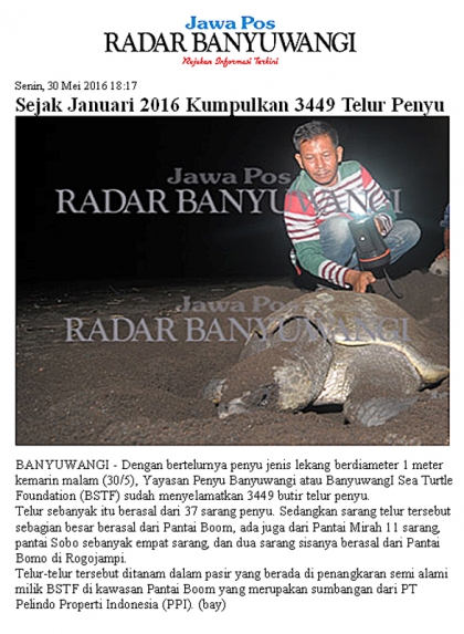 Penyelamatan Penyu di Pantai Boom