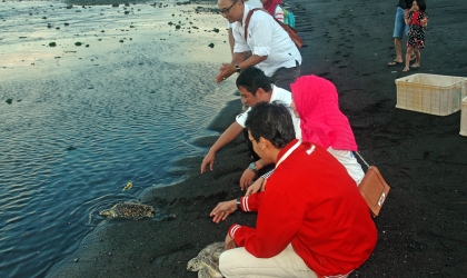 Pelepasliaran Penyu Setelah Tersangkut Jaring Nelayan