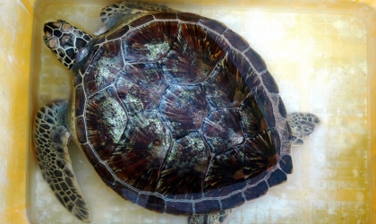 Pelepasliaran Penyu Setelah Tersangkut Jaring Nelayan