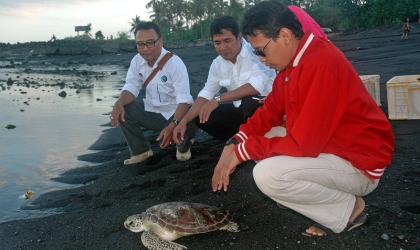 Pelepasliaran Penyu Setelah Tersangkut Jaring Nelayan