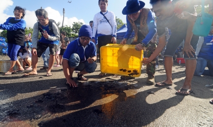 Pelepasliaran Tukik Bersama Sumber Yala