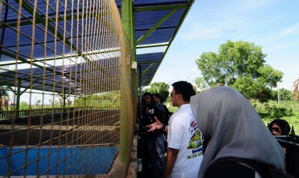 Pelepasliaran Tukik Bersama Danang